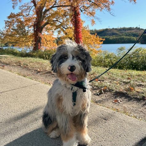 Merle Bernedoodle Full Grown, Brown Bernedoodle, Mini Bernedoodle Haircut Styles, Mini Bernedoodle Full Grown, Micro Mini Bernedoodle, Mini Doodle Dog, Bernadoodle Mini, Mini Aussie Doodle, Bernedoodle Mini