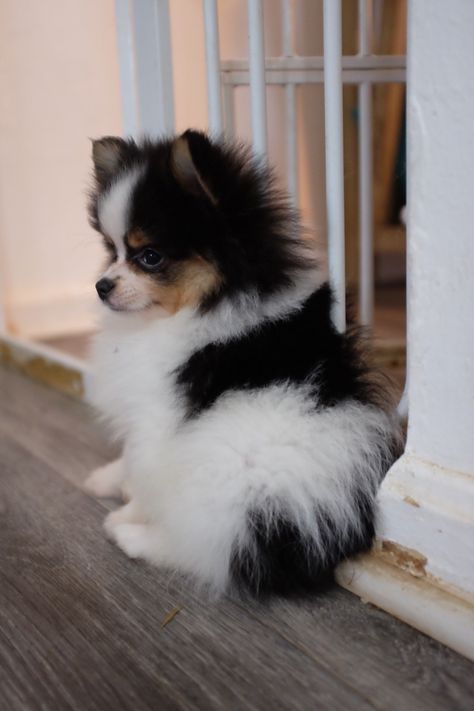 Very Cute Puppies, Cute Pomeranian, Cute Animals Puppies, Really Cute Dogs, Pomeranian Dog, Pomeranian Puppy, Fluffy Dogs, Cute Animals Images, Pretty Animals