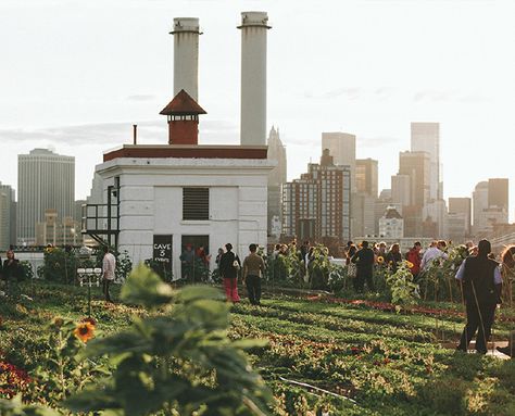 Green roofing biz, Brooklyn Grange, is bringing sustainable, urban agriculture to new heights – literally – by cultivating a fully functional rural heaven right above NYC’s concrete jungle. Their incredible rooftop farms grow dozens of different crops in otherwise dead space, giving the community below easy access to nutrient-rich, local produce and some much needed farm-fresh air. Urban Agriculture, Dead Space, Rooftop Garden, Long Island City, Community Gardening, Urban Farming, Concrete Jungle, Green Roof, Urban Garden