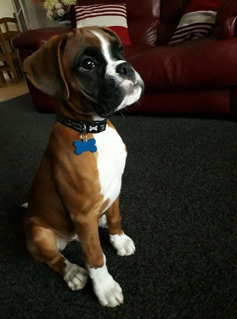 Cute Boxer Dogs, Boxers Dogs Puppies, Funny Boxer Dog Pictures, Boxer Breed, Boxers Dogs, Boxer Dog Puppy, Boxer Dogs Funny, Brindle Boxer, Boxer Dogs Art