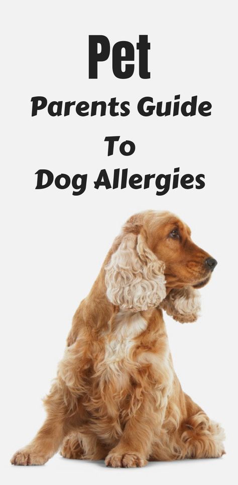 What Can Dogs Eat, Dog Allergies Remedies, Allergies In Dogs, Pet Doctor, Frosty Paws, Dog Illnesses, Itchy Dog, Animal Doctor, Allergy Remedies