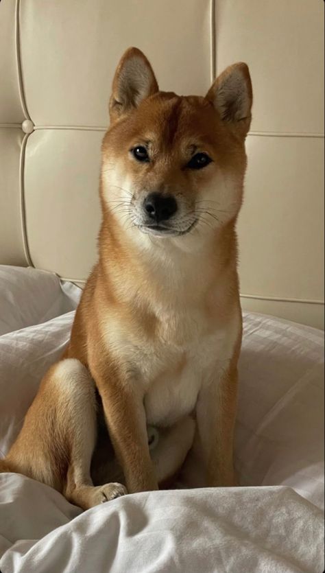 Mixed Breed Puppies, Cute Dog Drawing, Overnight Success, Shiba Puppy, Shiba Inu Puppy, Shiba Inu Dog, Dog Icon, Cute Dog Pictures, Kittens And Puppies