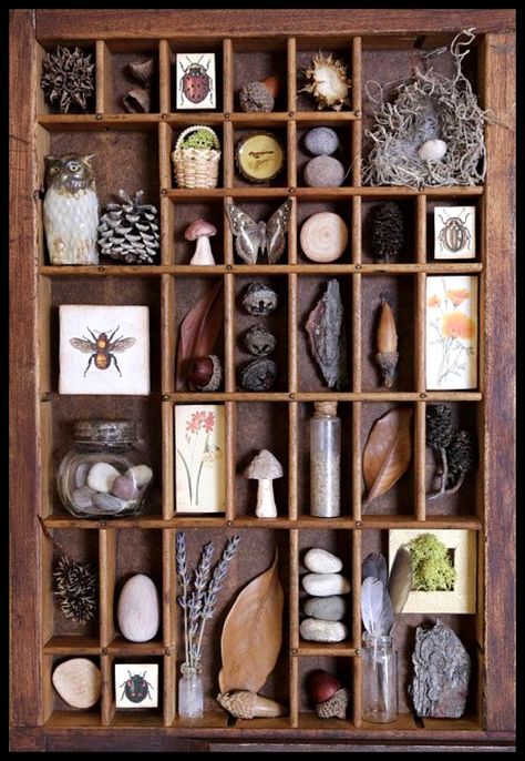 Living Rooms Ideas, Rooms Ideas, Shadow Box Art, Cabinet Of Curiosities, Beautiful Living Rooms, Nature Crafts, Painted Stones, Shadow Boxes, Displaying Collections