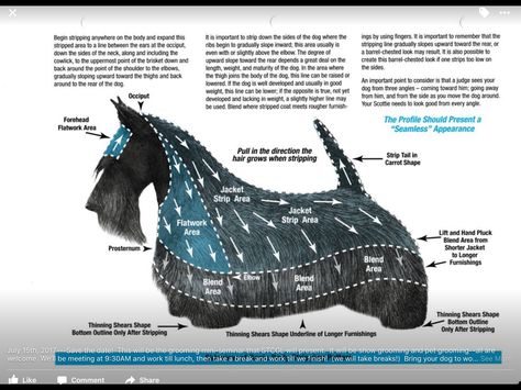 Scottish Terrier Grooming, Dog Grooming Diy, Scottish Terrier Puppy, Schnauzer Grooming, Dog Grooming Styles, Dog Grooming Shop, Scottie Terrier, Dog Obsessed, Dog Grooming Salons