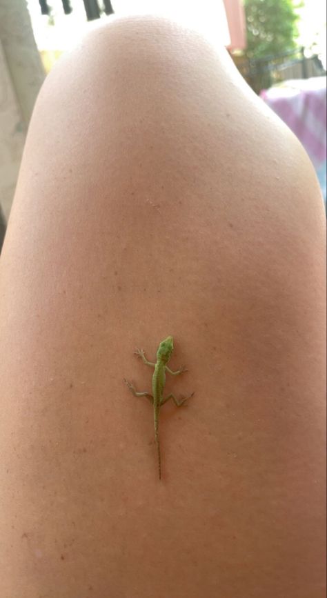 Tiny Gecko Tattoo, Small Lizard Tattoo, Tiny Lizard Tattoo, Reptile Tattoo Ideas, Lizard Tattoo Ideas, Lizard Tattoo Cute, 3d Gecko Tattoo, Rodeo Tattoo, Green Lizard Tattoo