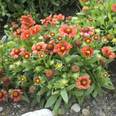 Gaillardia aristata 'Arizona Red Shades' | Walters Gardens, Inc. Full Sun Flowers, Flowering Quince, Blanket Flower, Hgtv Garden, Full Sun Perennials, Red Shades, Sun Perennials, Sun Garden, Border Plants