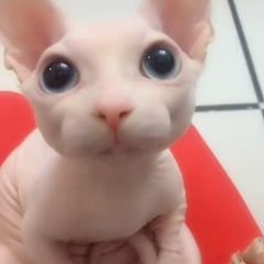 Cat Lovers Club (@catloversclub) • Instagram photos and videos Bingus Cat, Cute Hairless Cat, Big Floppa, Hairless Cats, Animals Crossing, Hairless Cat, Sphynx Cat, Silly Animals