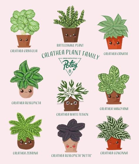 Cat Safe House Plants, Dog Safe Plants, Safe House Plants, Plant Obsession, Calathea Orbifolia, Plant Doodle, Plant Accessories, Safe House, Calathea Plant