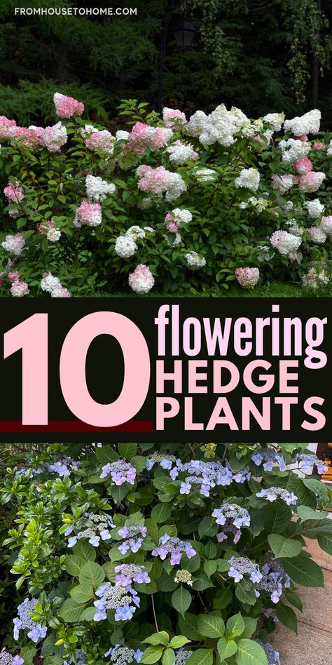 Regardless of whether you want a gorgeous flowering hedge to grow in the sun or the shade, you'll find ideas for flowering bushes that are perfect for your yard. Blooming Evergreens, Camellia Hedge, Lilac Hedge, Hydrangea Hedge, Evergreen Bushes, Flowering Hedge, Plants With Flowers, Hedges Landscaping, Bridal Wreath Spirea