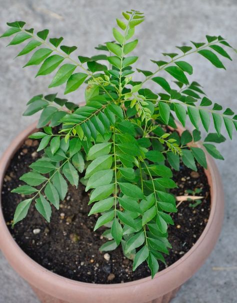 Curry Leaves Plant, Curry Leaf Plant, Daffodils Planting, Curry Leaf, Plant Seedlings, Fresh Spices, Aromatic Plant, Leaf Plant, Tree Seeds