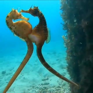 Danni Bayy (@dannibayy) • Instagram photos and videos Male Seahorse, Sea Dragons, Sea Dragon, Get Pregnant, Seahorses, Victoria Australia, Getting Pregnant, Animal Kingdom, Animal Photography