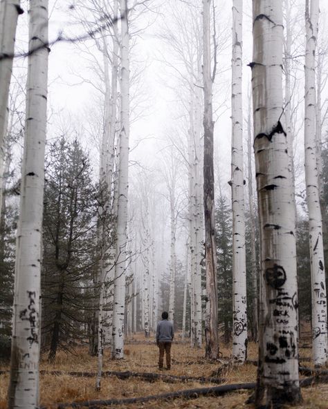 birch White Trees, Into The Wild, The Grove, Adventure Awaits, Bushcraft, Land Scape, Aspen, Beautiful World, Mother Nature