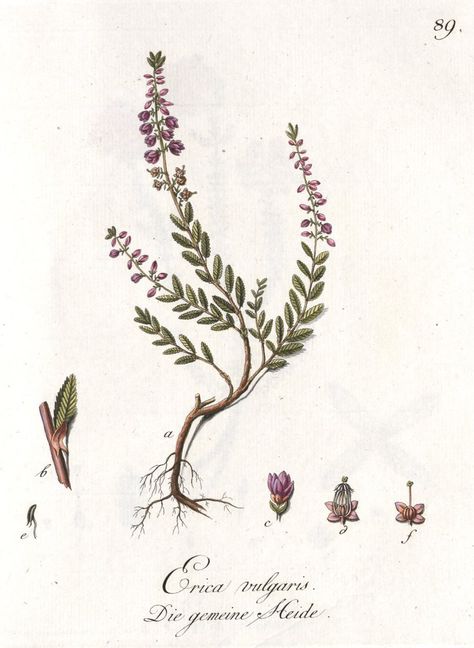 Heather Botanical Illustration, Calluna Vulgaris Tattoo, Heather Plant Tattoo, Erika Flower, Heather Flower Tattoo, Heather Tattoo, Milky Oats, Mosaic Tattoo, Scottish Tattoos