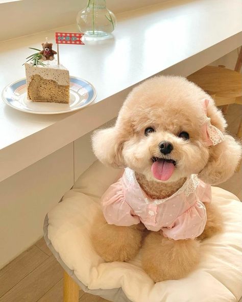 Cute Poodles, Toy Poodle Haircut Teddy Bears, Toy Poodle Puppy Cut, Poodle Aesthetic, Poodle Wallpaper, Korean Dogs, Toy Poodle Haircut, Cute Fluffy Puppies, Small Poodle