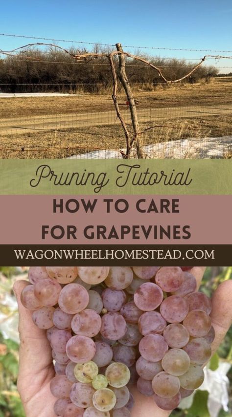 somerset grapes and dormant grapevine Grape Pruning, Pruning Grapevines, Pruning Grapes, Grape Vine Trellis, Building A Trellis, Grape Plant, Vine Trellis, Homesteading Ideas, Support Post