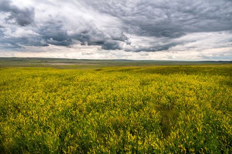 Grasslands National Park Orc Illustration, Grasslands Biome, Grassland Biome, Mountain Ideas, Fantasy Settings, Landscape Reference, Hiking Places, American National Parks, Diorama Ideas