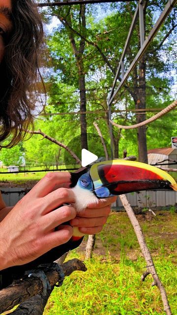 Brock Afentul on Instagram: "Rhia enjoying some head scratches 
.
#rescue #animals #memes  #birds #pet #toucan #reptiles #cute #cuteanimals #cats #parrot #spring #reels" Pet Toucan, Birds Pet, Animals Memes, Parrot Head, Rescue Animals, Reptiles, Parrot, Cute Animals, Birds