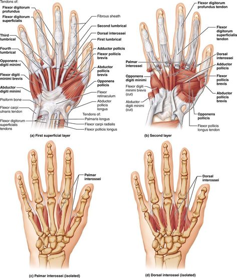 Human Hand Anatomy, Body Muscle Anatomy, Anatomy Images, Hand Anatomy, Ligaments And Tendons, Basic Anatomy And Physiology, Anatomy Physiology, Human Body Anatomy, Muscle Anatomy