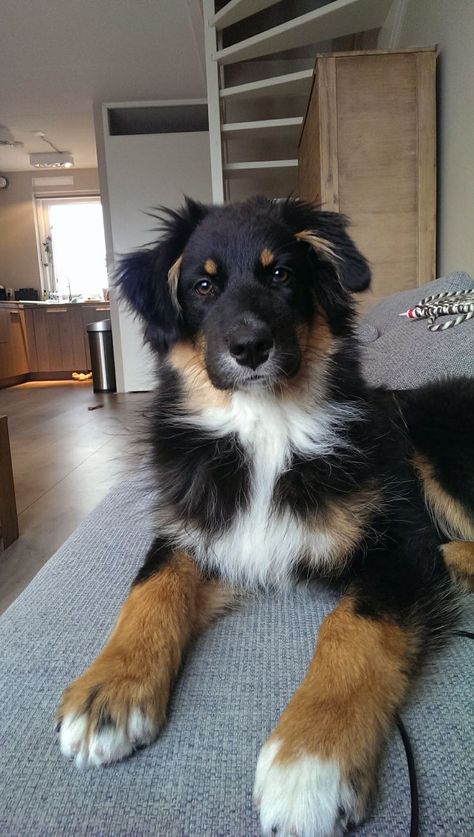 Rio's cousin??? Australian Shepherd Mixed With Lab, Australian Shepherd Tricolor, Black Tri Aussie, Australian Shepherd Black, Black Tri Australian Shepherd, Black Australian Shepherd, English Shepherd, Aussie Shepherd, Aussie Puppies