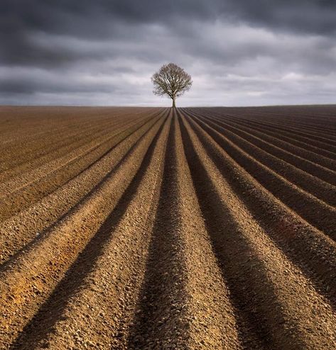 Balance In Photography, Focal Point Photography, Colour Studies, Focus Point, Art Elements, Lone Tree, Principles Of Design, King Art, Focal Points