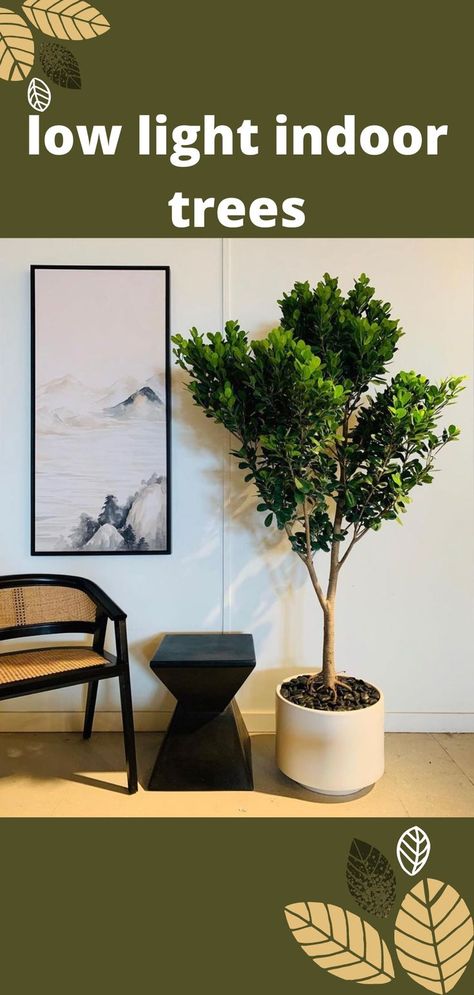 So, each proposed system for an interior must have a low light indoor trees in it. Greenery is well-known to improve the mood of a room and make it more pleasant to be in. In addition to being good for your health, low light indoor plants can be used in a variety of ways in your home. Low-light indoor plants are great if you don't have a lot of space outside and live in a small town where winters can be very cold. read more #lowlightindoortrees #lowlightindoortreesplants #lowlightress #lowlight Indoor Trees Low Light, Indoor Tree Plants, Inside House Plants, Best Indoor Trees, Low Light House Plants, Indoor Plants Low Light, Low Light Indoor Plants, Indoor Tree, Living Room Plants