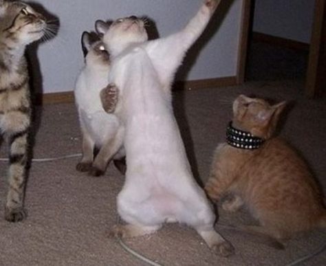 Top 10 Cats Dancing At the New Years Eve Party Cats Dancing, Dance Meme, Cat Dance, Gatos Cool, Funny Cat Wallpaper, Cat Quotes Funny, Dancing Cat, Dance Humor, Cat Quotes