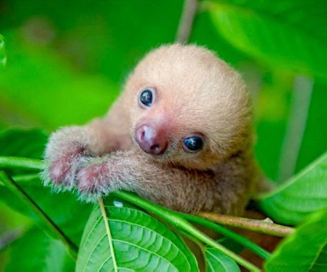 Join us and volunteer in Costa Rica with over 20 social and Conservation programs to choose from, we offer reliable, safe, and affordable programs for 1 week up to 12 weeks. https://www.abroaderview.org/volunteers/costa-rica Baby Sloth, Sloth, A Tree, Green