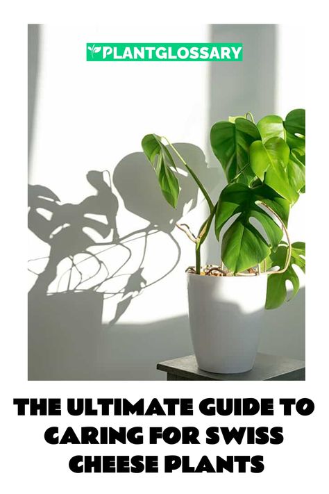 The Swiss cheese plant, with its iconic split leaves, is a popular choice for indoor gardeners. This guide offers a thorough overview of how to care for this tropical plant, ensuring it remains healthy and vibrant. We’ll explore everything from optimal lighting conditions to watering practices, soil types, and propagation methods. Whether you’re new to plant care or an experienced gardener, this guide will equip you with the essential tips to keep your Swiss cheese plant thriving. Swiss Cheese Plant Care, Cheese Plant Care, Plants Toxic To Dogs, Propagation Methods, Rainforest Habitat, Plant Care Guide, Soil Types, Scale Insects, Swiss Cheese Plant