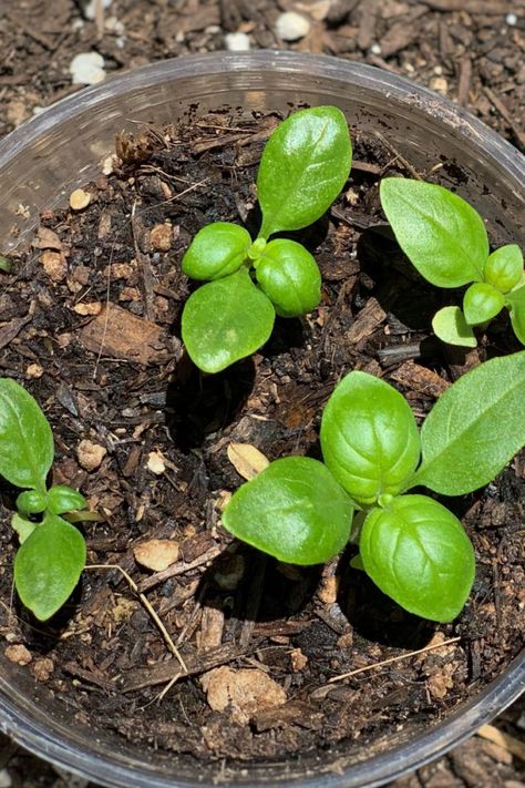 How To Grow Basil Indoors In The Winter - Growing Fresh Basil! Grow Basil Indoors, Growing Basil Indoors, Grow Basil, Easy Herbs To Grow, Growing Herbs Indoors, Growing Basil, Basil Seeds, Basil Plant, Starting Seeds Indoors