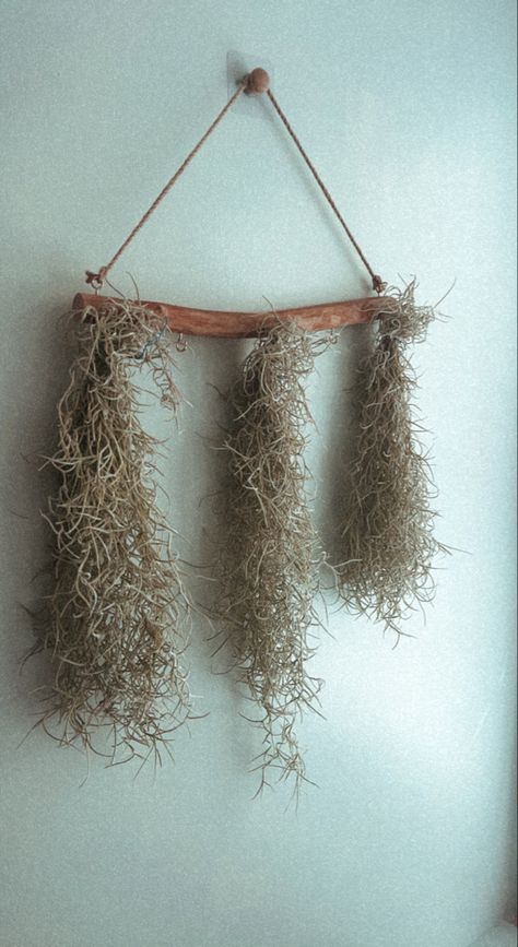 Spanish Moss Hanging Ideas, Spanish Moss Decor Ideas, Spanish Moss Indoor, Spanish Moss Decor, Air Plants Decor, Plant Friends, Deer Horns, Moss Decor, Dutch Masters