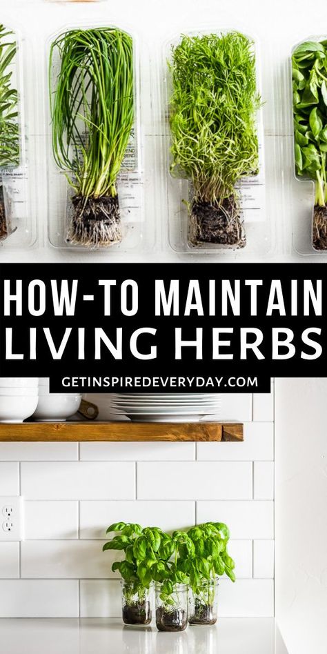 Get all the best tips and tricks for how to keep living herbs at home plus lots of recipes for how to use them. You'll find out which ones are best kept in water versus planted in soil, and which ones are just unreliable! Water Herb Garden Indoor, Herbs In Water Growing, Indoor Garden Kitchen, How To Grow Herbs Inside, Herbs To Grow In Water, Grow Herbs In Kitchen, How To Grow Herbs In Water, Growing Indoor Herbs, Herbs You Can Grow In Water