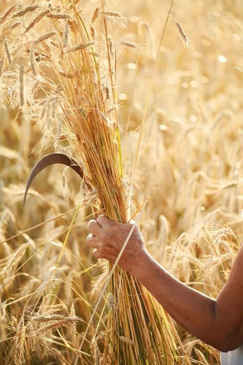 Harvest Aesthetic, Harvesting Wheat, Hand Tips, The Book Of Job, Female Farmer, Book Of Job, Belief In God, Reconnect With Nature, Robert Burns