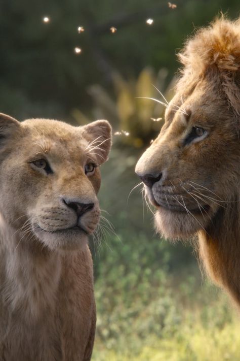 Here Are the Biggest Differences Between the New Lion King Movie and the Original Lion King Live Action, Lion King Quotes, The Lion King 2019, Lion King 2019, Baby Simba, Consider Me, Lion King Pictures, Classic Disney Movies, Timon And Pumbaa