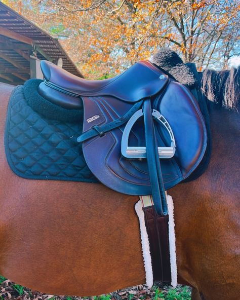 CWD saddle Thinline half pad Acavallo stirrups Cwd Saddle, Saddles For Sale, Jumping Saddle, Dream Horse, Show Jumping, Stirrups, My Favorite Things, Christmas List, Saddle