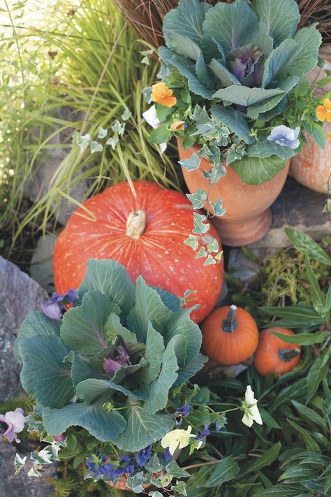 fall-plants-utah-style-design Autumn House, Utah Style, Pumpkin Planter, Decorate For Fall, Fall Containers, Thrifty Decor Chick, Fall Planters, Fall Garden, Wildflower Garden