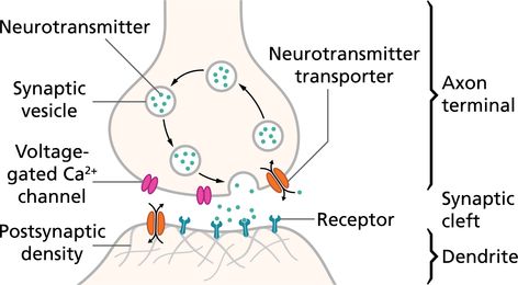 Action potentials and synapses - Queensland Brain Institute - University of Queensland Synaptic Pruning, Chemical Synapse, Glial Cells, Ap Psychology, Motor Neuron, Nerve Cell, Diagram Design, Central Nervous System, Anatomy And Physiology