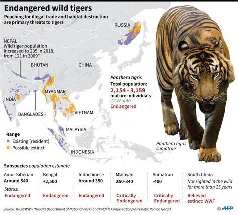 Tigers dwindling: just six sub-species remain, says study Indochinese Tiger, South China Tiger, Wildlife Biology, Tiger Species, Malayan Tiger, Pig Breeds, Zoo Architecture, Small Wild Cats, Amur Tiger