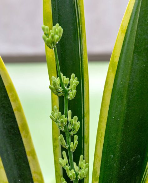 Snake Plant Care, Underwater Plants, Sansevieria Trifasciata, Snake Plants, Root Rot, Plant Growing, Low Light Plants, Money Trees, Blooming Plants