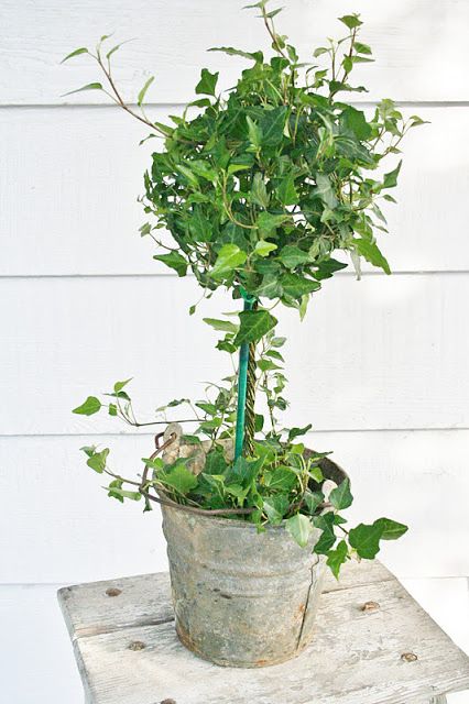 Ivy Topiary Indoor, Ivy Topiary, Ivy Plant Indoor, Flower Topiary, Urban Gardening Ideas, Garden Vase, Old Bucket, Flower Containers, Topiary Plants