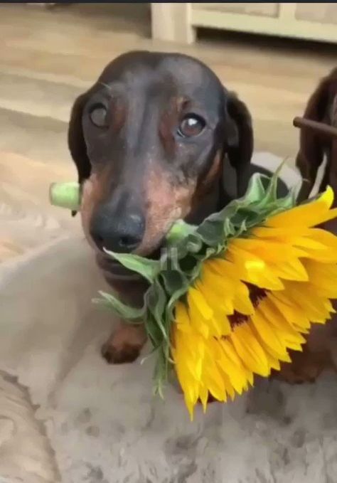 Dachshund Videos, Dog Ramp, Puppy Cute, Flowers Gif, Dachshund Lovers, Dachshund Puppies, Dachshund Puppy, Dog Flower, Cute Animal Photos