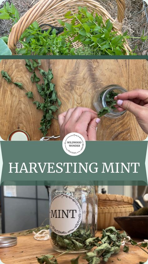 Grow, Harvest, & Preserve Mint Grow Mint, Herb Labels, Herb Jar, Mint Plants, Mushroom Coffee, Pint Jars, Local Honey, Chocolate Mint, Fresh Mint Leaves