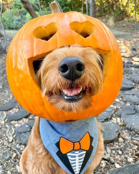 Dog Jack O Lantern Ideas, Dog Pumpkin Painting, Dog Pumpkin Carving, Dog With Pumpkin, Puppy Pumpkin, Cat Pumpkin Carving, Pumpkin Heads, Golden Doodle Dog, Dog Pumpkin