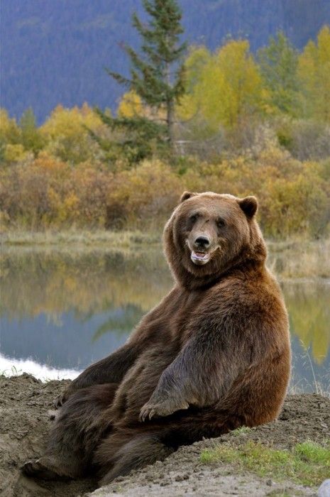 Bear! Bear With Me, Love Bear, Grizzly Bear, Happy Animals, Amazing Animals, Animal Planet, Animal Love, Animal Photo, Wild Life