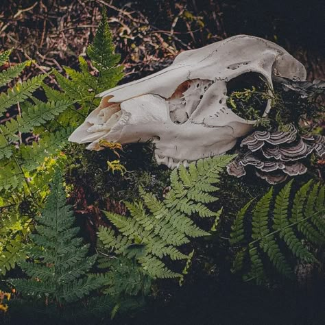 Deer Skull In Forest, Forest Animal Aesthetic, Bones In Forest, Deer Skull Reference, Animal Skull Aesthetic, Animal Bones Aesthetic, Vulture Aesthetic, Fox Skull, Skull Reference