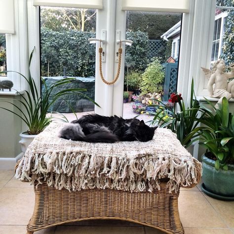 Moonlit Conservatory, Cosy Cat Aesthetic, Garden Cat Aesthetic, Dreamy Cat Aesthetic, Cat Instagram, Victorian Cats Tumblr, Fluffy Cat, Glass House, Cats Of Instagram