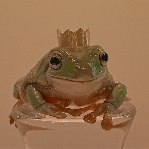 #frogs #frog #cottagecore #aesthetic Whites Tree Frog, Pet Frogs, Baby Frog, Frog Wallpaper, Frog Pictures, Cute Reptiles, A Prince, Frog Art, A Frog