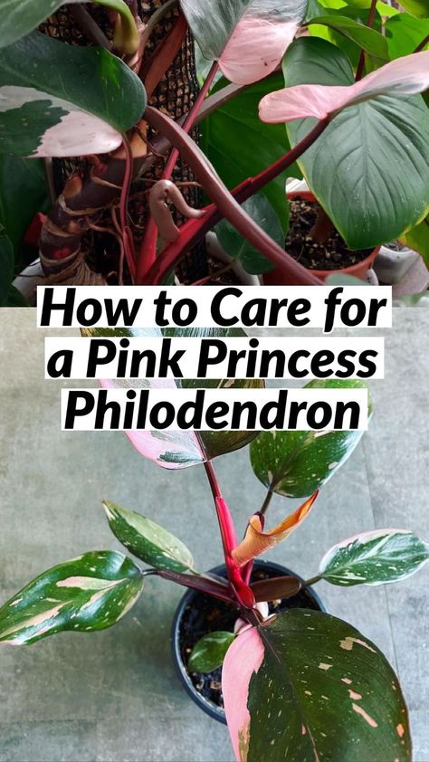 How to Care for a Pink Princess Philodendron Large Pink Princess Philodendron, Pink Princess Philodendron Propagation, Pink Princess Philodendron, Philodendron Care, Princess Philodendron, How To Split, Lucky Plant, Princess Flower, Pink Plant