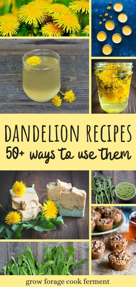 50+ Dandelion Recipes: Dandelion Greens & Flower Recipes - Foraging for the wild edible plant dandelion is easy and fun! Wondering about the health benefit of dandelion roots, greens, and flowers? There are so many! Learn how to make and use all kinds of edible flower recipes for making dandelion tea (a delicious detox drink), dandelion mead (fermented honey wine), jelly, dandelion infused oil and vinegar, salad, soap, dandelion salve, and so many more easy food and drink recipes. Oil And Vinegar Salad, Dandelion Infused Oil, Dandelion Uses, Dandelion Salve, Dandelion Oil, Vinegar Salad, Flower Recipes, Roasted Dandelion Root, Dandelion Benefits