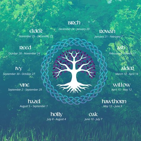 Connect to the Earth with Your Celtic Tree Sign | California Psychics Celtic Tree Zodiac, Tree Zodiac, Celtic Spirituality, Celtic Tree Calendar, Celtic Tree Astrology, Celtic Symbols And Meanings, Tree Meanings, Celtic Zodiac, Birth Signs