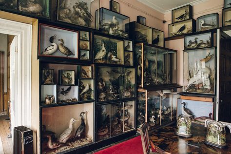 Calke Abbey, Cabinet Of Curiosity, Dark House, Taxidermy Art, Vulture Culture, Collections Of Objects, Cabinet Of Curiosities, Manor Houses, National Trust